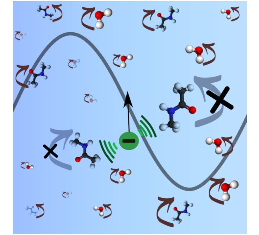 Interaction of Osmolytes and Ions with Biopolymers