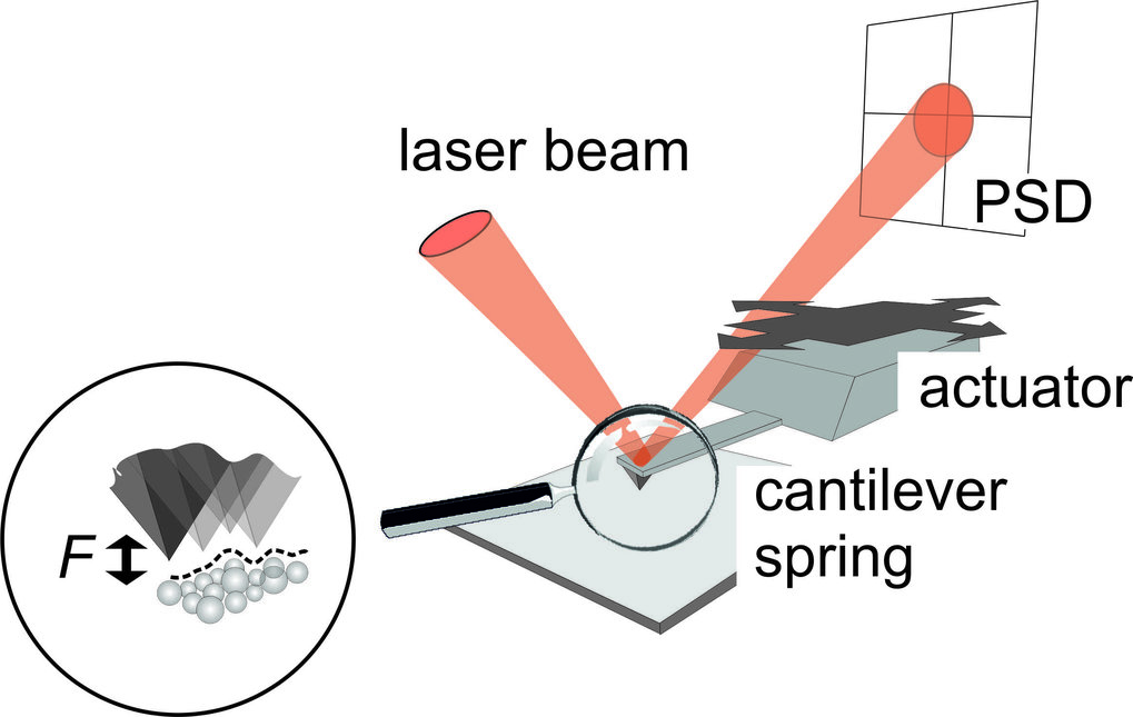 Scanning Force Microscopy