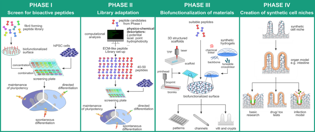 SAPs4Tissue: Self-assembling bioactive peptides for the biomimetic design of functional cell niches in human tissue models