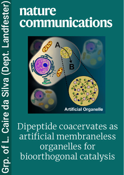 Dipeptide coacervates as artificial membraneless organelles for bioorthogonal catalysis